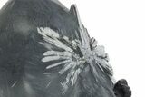 Polished Chrysanthemum Stone in Wood Base - China #352108-3